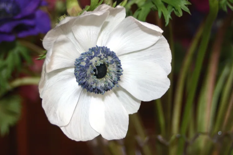 Elegant white anemone flower with a striking dark blue and black center in bloom.