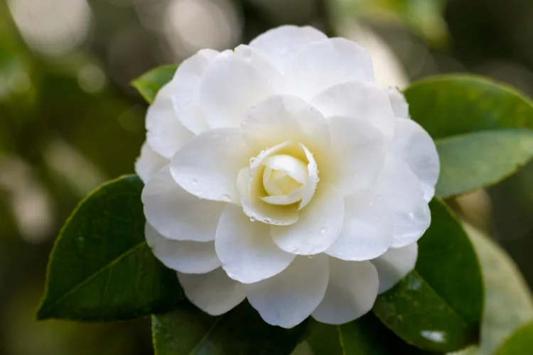 Layered white camellia blossom with glossy green leaves and dew drops on the petals.