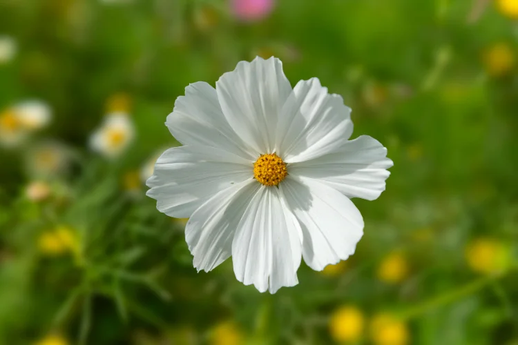 Simple white cosmos flower with a golden yellow center blooming in a wildflower meadow.