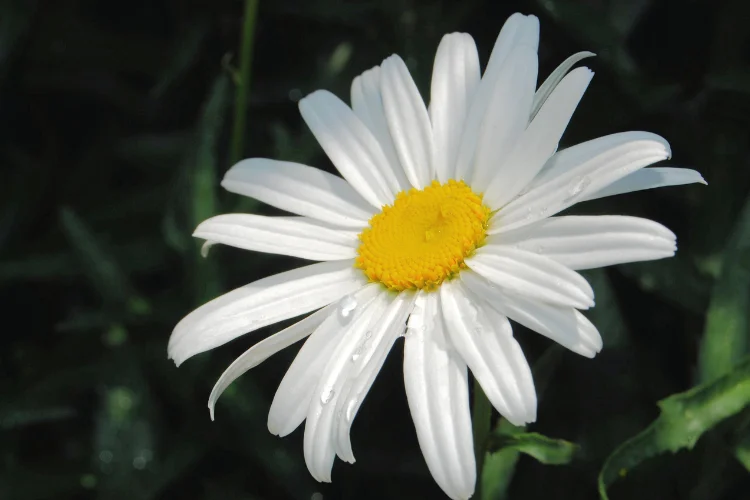 Cheerful white daisy flower with a bright yellow center and dew-covered petals outdoors.