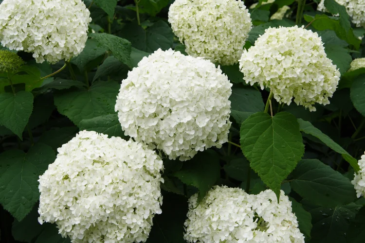 Large clusters of white hydrangea mophead blooms surrounded by lush green foliage outdoors.