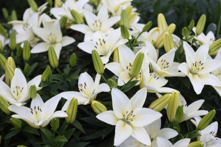 Group of white lily flowers with green buds blooming among garden foliage in daylight.