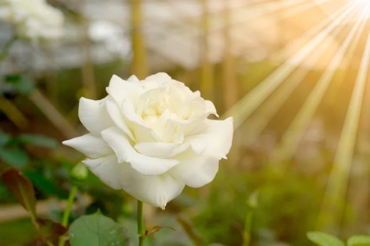 Single white rose flower glowing in warm sunlight with green leaves in the background.