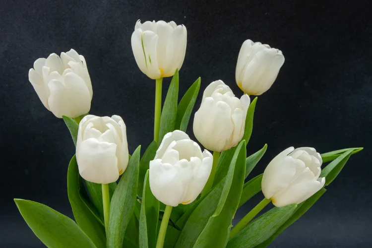Bouquet of white tulip flowers with green stems set against a dark background.