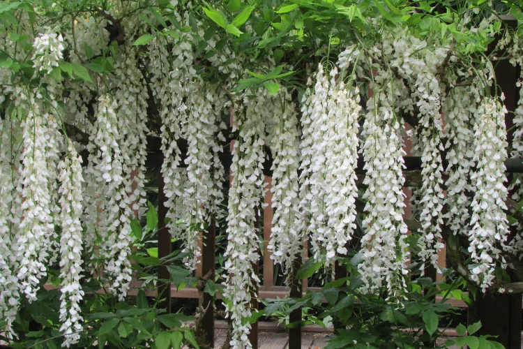 Cascading clusters of white wisteria flowers hanging from a green climbing vine outdoors.