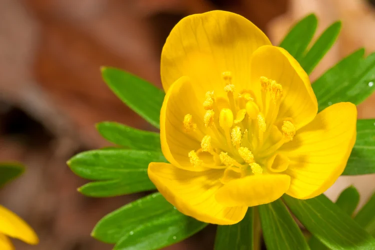 Bright yellow winter aconite flower with buttercup shaped petals blooming above green foliage.