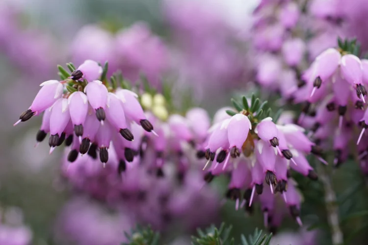 Pink winter heather flowers cascading in clusters, a hardy ground cover for cold gardens.