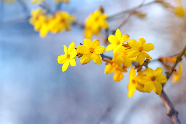 Bright yellow winter jasmine flowers blooming on bare stems against a soft blue background.