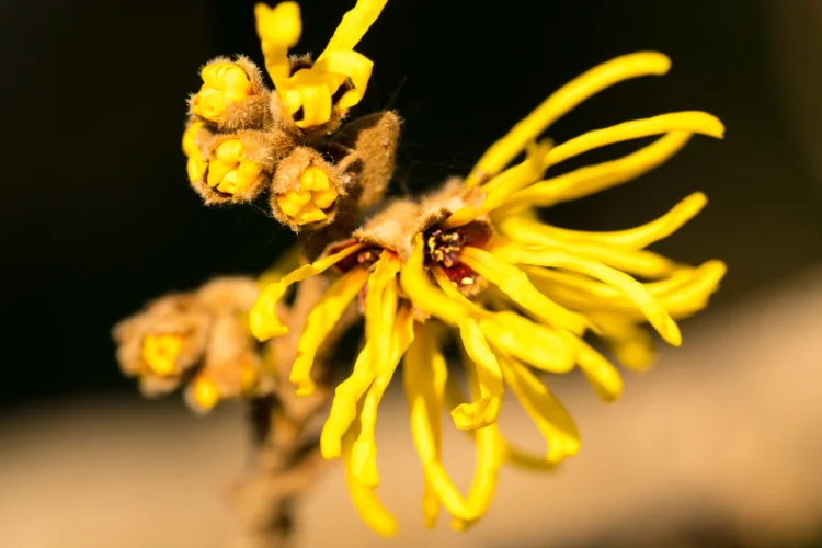 Spidery yellow witch hazel flowers blooming on a bare branch during the coldest months.