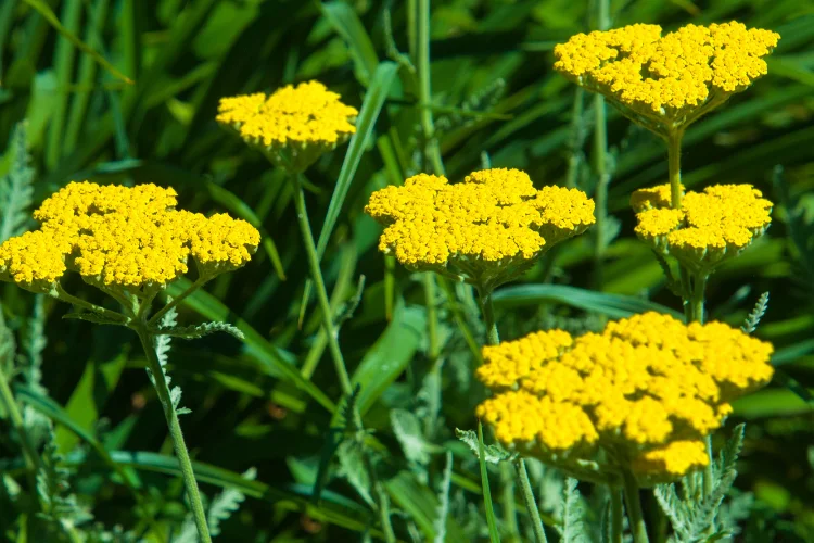 Clusters of small bright yellow yarrow flowers with flat tops, a hardy yellow wildflower for borders.
