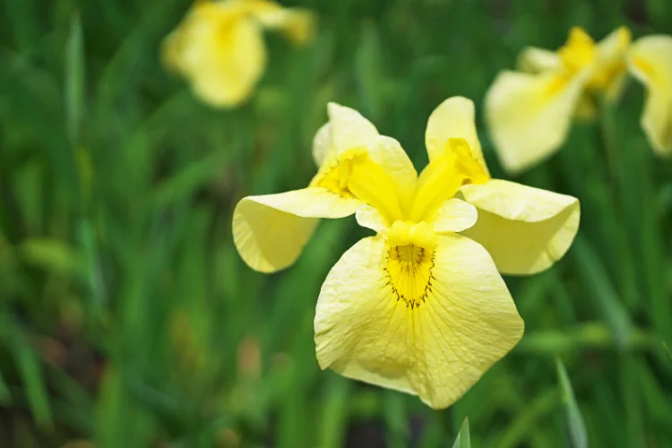 Pale yellow iris flower with delicate petals blooming near green foliage, a striking yellow pond-garden bloom.