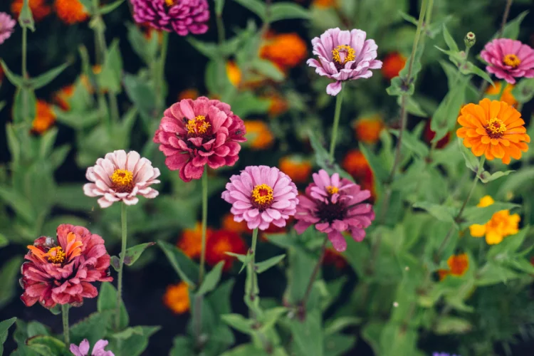 Pink, cream and orange zinnia flowers growing together in a colourful summer cutting garden