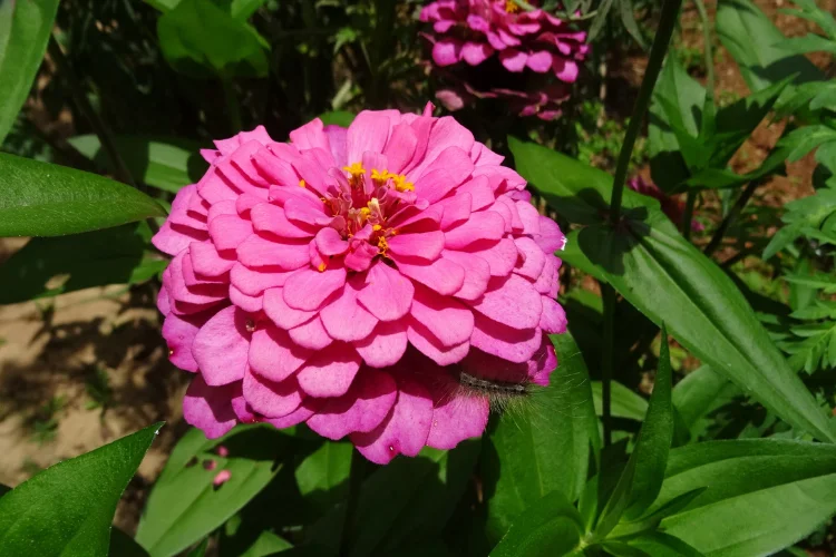 Hot pink zinnia flower with layered petals and a yellow center blooming outdoors