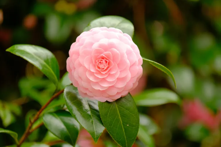 Single pink Japanese camellia (tsubaki) bloom with layered petals and glossy green leaves