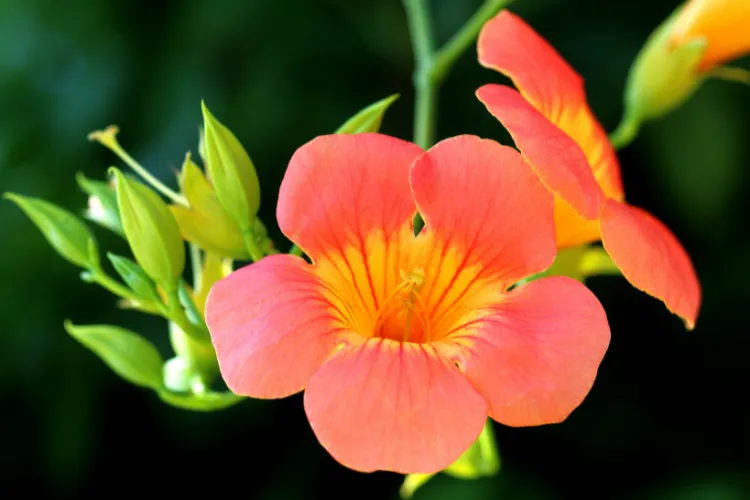 Orange-pink trumpet vine Campsis radicans flower with yellow throat and green buds