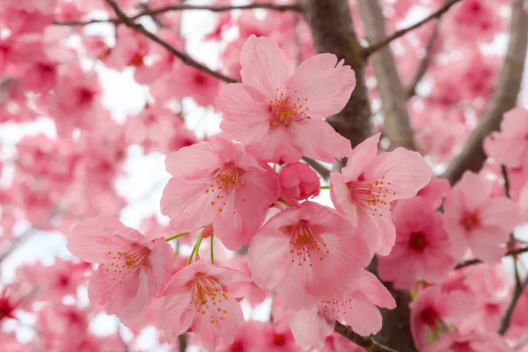 Pink Japanese cherry blossom (sakura) flowers in full bloom on branches during spring hanami season