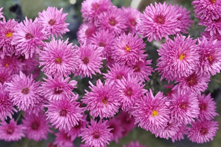 Cluster of pink chrysanthemums (kiku) with yellow centers, Japan’s imperial flower, blooming in autumn
