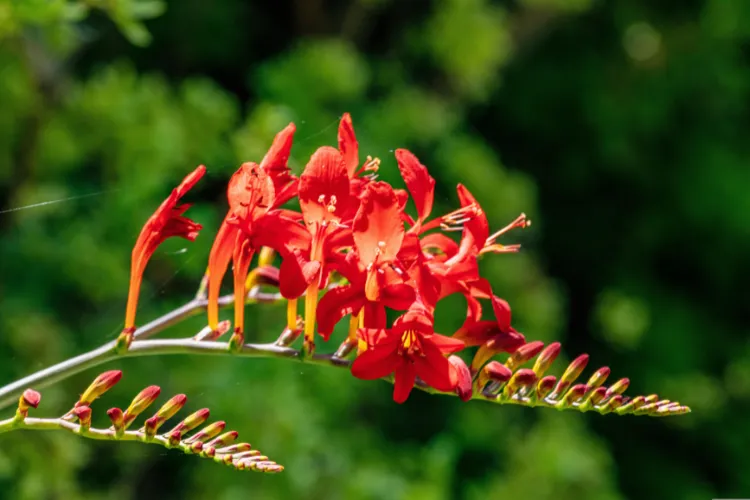 Crocosmia arching spray of red-orange flowers with unopened buds against green background