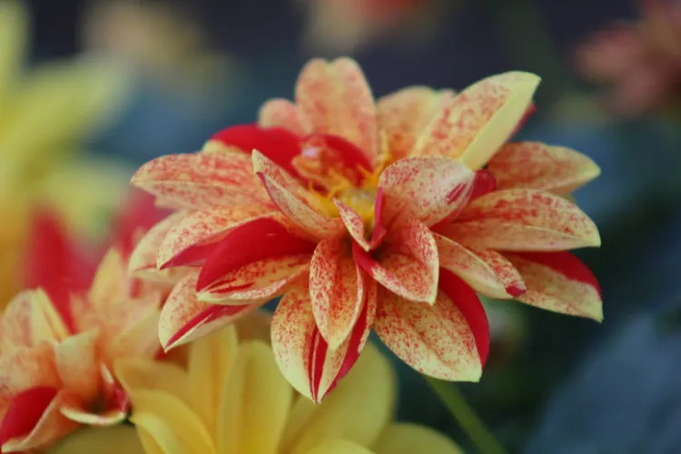 Red and yellow flamed dahlia with speckled petals glowing like fire in the garden