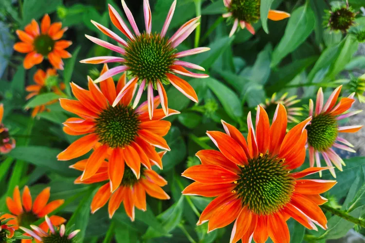Orange Echinacea coneflowers with green centers glowing like embers in a summer garden