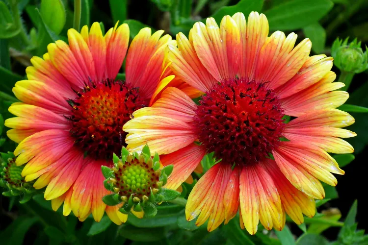 Gaillardia blanket flowers with red centers and flame-like orange and yellow petals