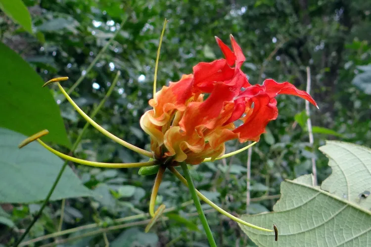 Gloriosa superba flame lily blooming with ruffled red-orange petals and long yellow stamens