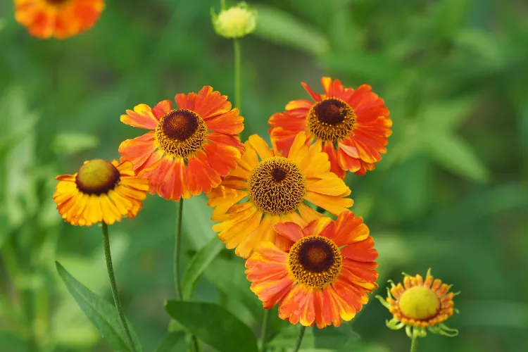 Helenium sneezeweed flowers in burnt orange and gold with dark mahogany centers