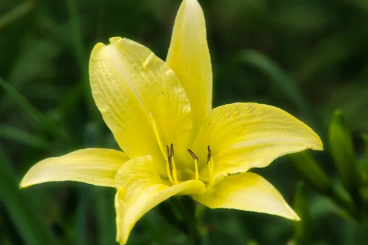 Pale yellow daylily Hemerocallis bloom with six open petals against green foliage