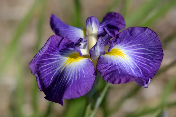Purple Japanese iris (hanashōbu) bloom with flat spreading petals and yellow and white veined markings