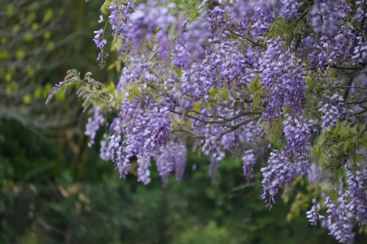 Cascading purple Japanese wisteria (fuji) clusters hanging from branches in a spring garden