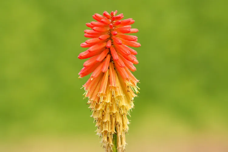 Red hot poker Kniphofia torch-shaped flower spike fading from orange-red to yellow