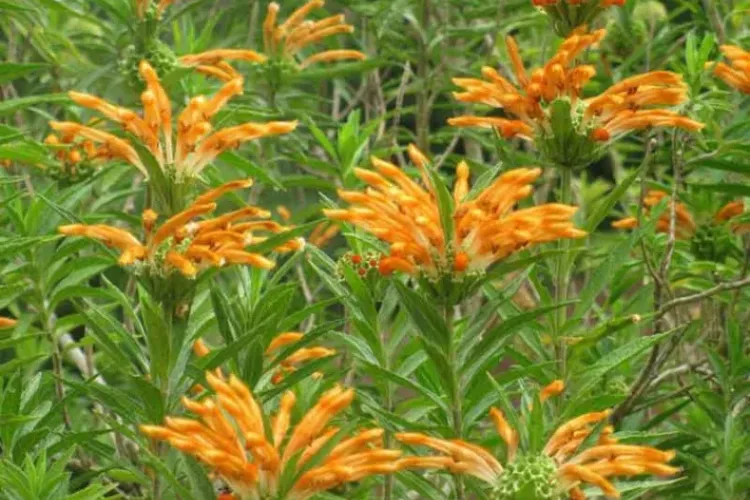 Lion’s tail Leonotis leonurus with whorls of brilliant orange flowers on tall stems