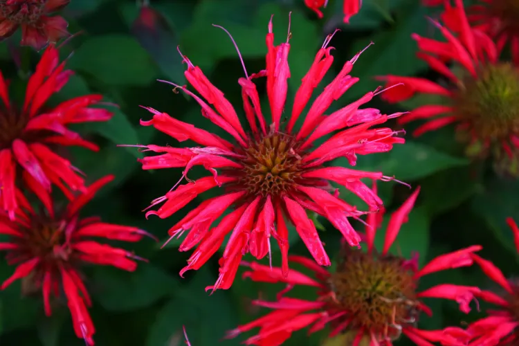 Red bee balm Monarda with shaggy scarlet flower heads blooming among dark green leaves