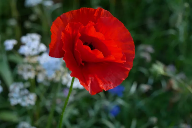 Vivid red poppy flower with tissue-paper petals and dark center in a meadow