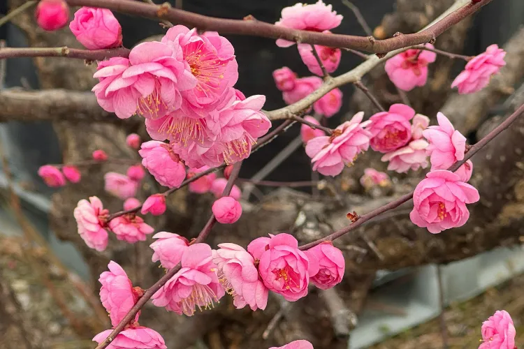 Pink plum blossom (ume) flowers blooming on bare branches, Japan’s early herald of spring