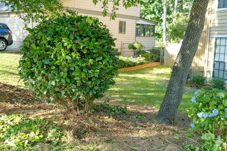 How to Prune Overgrown Shrubs and Small Trees Without Harming Them