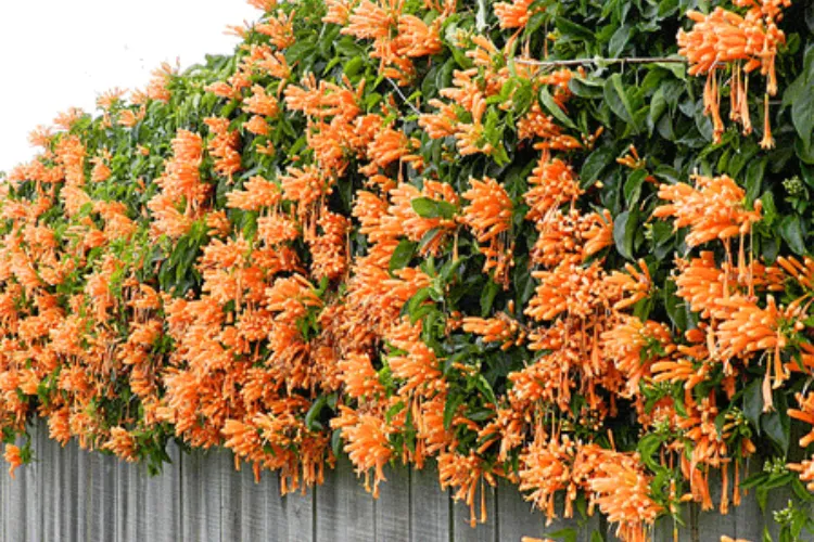 Flame vine Pyrostegia venusta covering a fence with cascading clusters of orange trumpet flowers