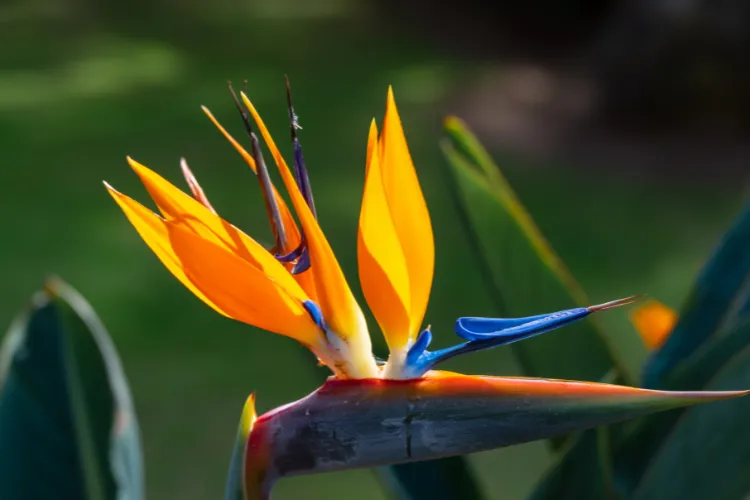 Bird of paradise Strelitzia flower with bright orange and deep blue petals in sunlight
