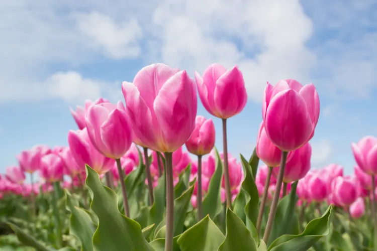Pink tulips blooming in a field under a blue sky with white clouds